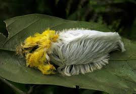 Black And Red Fuzzy Caterpillar Ontario Bolognese Caterpillar Of A Moth Megalopyge Sp From Ecuador Weird Insects Flannel Moth Caterpillar Moth Caterpillar