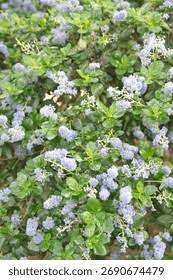 Image result for Rhamnaceae