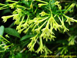 Also called hursinghar, sad tree, tree of sadness. Night Blooming Jasmine In Bengali à¦¹ à¦¸à¦¨ à¦¹ à¦¨ Flickr