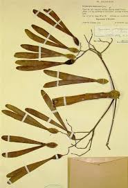 Image result for Gyrocarpus