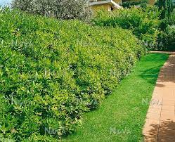 It is a great low maintenance. Pittosporum Tobira Wheeler S Dwarf Mediendatenbank