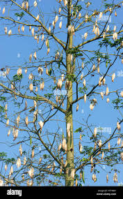 Image result for Ceiba pentandra