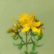 Image result for Hypericum quartinianum
