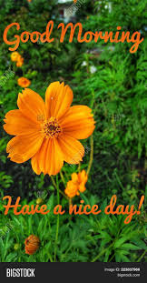 Here you can download good morning flower images/good morning status dp for your social media usage. Greeting Quote Good Image Photo Free Trial Bigstock