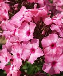 Phlox Paniculata Oljenka 80cm Flammenblume Garten Pflanzen Staudengartnerei