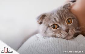 أفضل أنواع القطط موقع مقالات