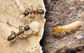 These insects have many similar features, both physically and in the way they live. Carpenter Ant Identification Treatment Information