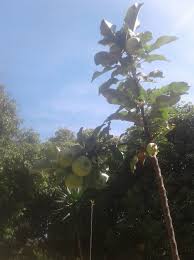 Image result for Agelanthus sambesiacus