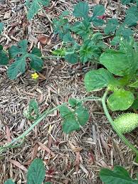 Image result for Cucumis zeyheri