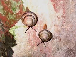 Автор фото © евгения исаева продают под названием caracolus. Caracolus Sagemon