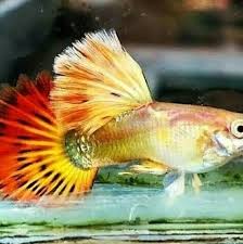 Phoenix Or Pastel Mosaic Guppy Fish Credit To Iwishguppy On Instagram As The Owner Of This Photo Betta Fish Types Guppy Fish Tropical Fish Tanks
