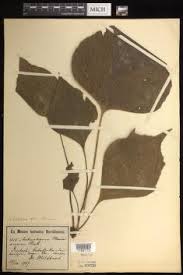 Image result for Antrophyum mannianum