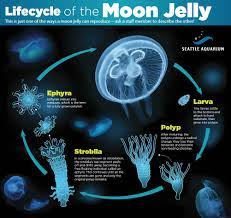When jellyfish are born they are called planula larva. The Facts Of Jellyfish Life Seattle Aquarium