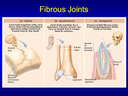 Fibrous Joints Are Where Two Adjacent Bones Are Bound By Collagen Fibers The Three Types I Human Anatomy And Physiology Joints Anatomy Skeletal System Anatomy