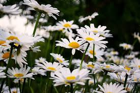 Find best daisy wallpaper and ideas by device, resolution, and quality (hd, 4k) from a curated website list. Page 2 Daisies Background Hd Wallpapers Free Download Wallpaperbetter