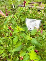 Image result for Rivina humilis