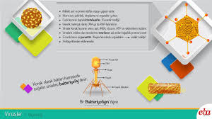 Virusler 2020 Amino Asitler Biyoloji Dersi Biyoloji