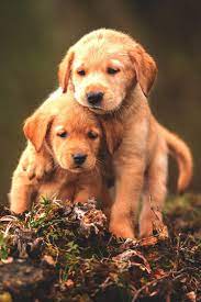 For those who love dogs and puppies, like me, i've created this newtab extension. Cute Baby Dogs Wallpapers Wallpaper Cave