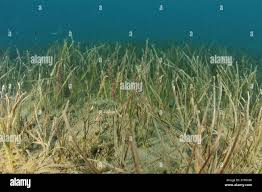 Image result for Zostera capensis