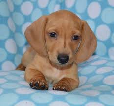 If you're as passionate about dachshunds as we are & you're looking for a reputable breeder, you've come to the right place! Dachshund Puppies For Sale California Page 4