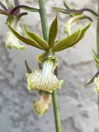 Image result for Eulophia guineensis