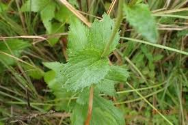 Image result for Adenostemma