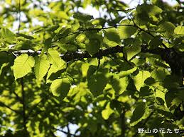ウダイカンバ 野山の花たち 東北と関東甲信越の花