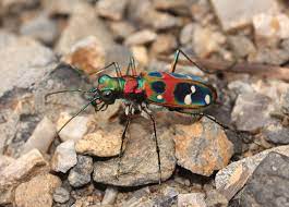 Cool Critters Photo Critter Beetle Animals Beautiful