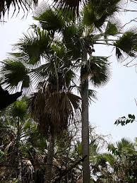 Image result for Borassus aethiopum