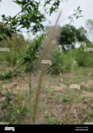 Image result for Perotis patens