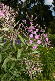 Image result for Vernonia schlechteri
