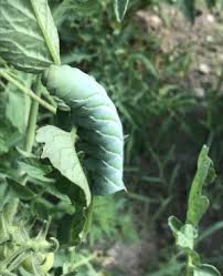How to spot worms on tomato plants tomato hornworms can destroy a tomato patch. Hornworm Horrors Squeamish Gardeners Need Not Apply Forest Society