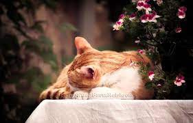 We did not find results for: Cat Asleep In The Garden Cats Kittens Diy Cross Stitch Etsy
