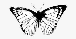 Butterfly Black Butterfly Clipart Png Drawing Black And White Butterflies Free Transparent Clipart Clipartkey The best programs to draw butterfly vectors are illustrator or photoshop, but you can save a lot of time by downlaoding the vectors and designs that we already have for you in vexels you can find different butterfly vectors, in black and white, with colours, sihouettes, abstract designs, badges for logos, etc. butterfly black butterfly clipart png