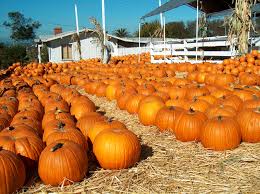 Image result for tbn:0PJB32OL7JwfOM::farm4.static.flickr.com/3324/3329876139_f2d551139f.jpg