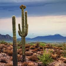 Profile for McDowell Mountain Regional Park