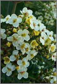 Check spelling or type a new query. Irish Wildflowers Flowering Now Wildflowers Of Ireland Each Month