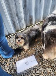 UPDATE- Owner was contacted and they were picked up. Apparently the flood  damaged their fence. These 2 are wandering around maggies galley seafood  restaurant right now. We are trying to hold them