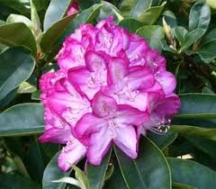 Rhododendron Countess Of Derby Rhododendron Plant Rhododendron Azaleas