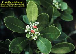 Image result for Canellaceae