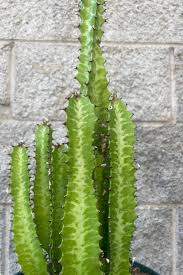 Image result for Euphorbia transvaalensis