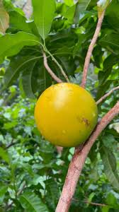 Image result for Pouteria altissima