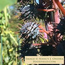 Image result for Ricinus