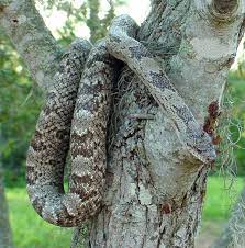 Phillip S Natural World Florida S Non Poisonous Snakes Poisonous Snakes Snake Pine Snake