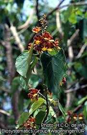 Analyses of blood samples were carried out as. Gmelina Arborea Prota Plantuse English