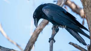 Well, one thing lead to another, and dammit if i didn't take a whole buncha pictures of 'em! How To Attract Crows To Your Yard 12 Easy Tips With Picks