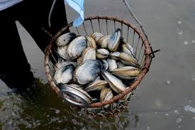 Image result for Amnesic Shellfish Poisoning