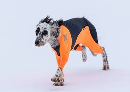 Non stop dogwear canix heupgordel (voorheen running belt). Information Protector Snow If You Have Non Stop Dogwear Facebook