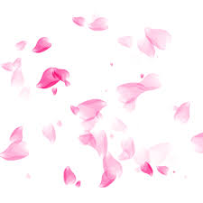 Rose Petals Transparent Png Rose Petals Falling Pink And Red Flower Free Transparent Png Logos Falling pink rose petal png. rose petals transparent png rose