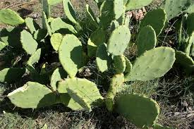 They usually have leafless stems and branches, often beset with clustered thorns, and are mostly natives of the prickly pear cactus, that is what they decided to test. Factsheet Opuntia Stricta Common Prickly Pear